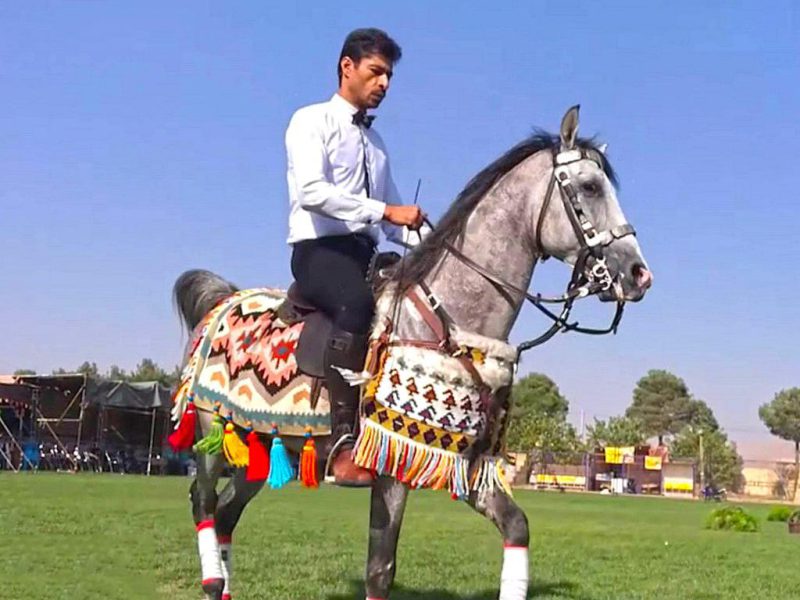 ششمین جشنواره اسب “دره شوری” در شهرضا برگزار شد